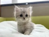ペルシャ(チンチラ)【岐阜県・女の子・2023年8月10日・チンチラシルバー】の写真5「ふわふわ💕」