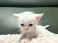 マンチカン(長足)【岐阜県・女の子・2021年9月10日・ホワイト】の写真5「かわいい💕」