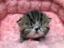 エキゾチックショートヘア【岐阜県・女の子・2019年1月15日・ブラウンタビー&ホワイト】の写真5「ネムネムモード💤💤💤」