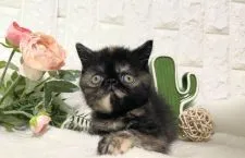 エキゾチックショートヘア【岐阜県・女の子・2021年3月22日・トーティシェル】の写真5「かわいい💕」