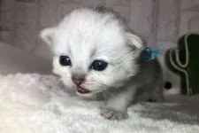 ペルシャ(チンチラ)【岐阜県・男の子・2019年6月5日・シルバー】の写真5「まだまたチビちゃん💞」