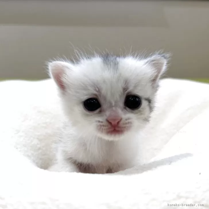 ID：2508-02474の子猫