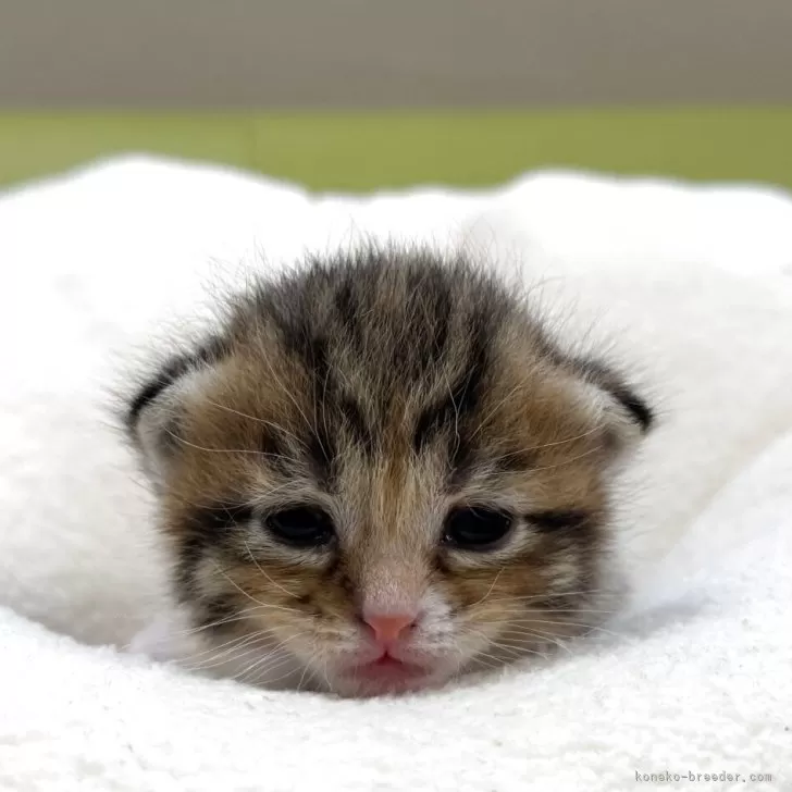 ID：2509-00708の子猫