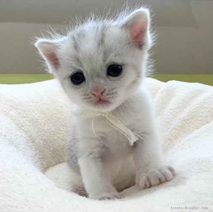 ID：2506-03445の子猫