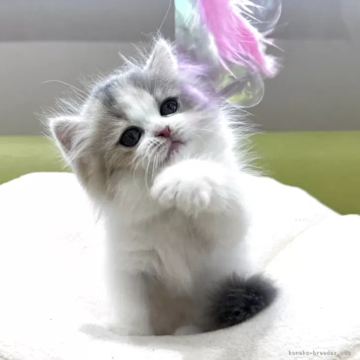 ID：2508-00435の子猫