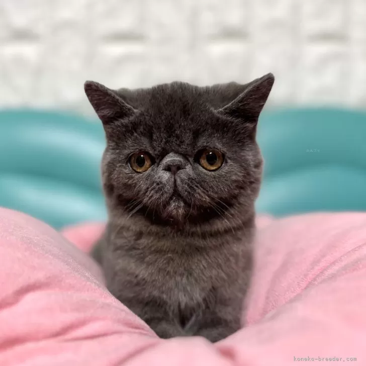 ID:2412-02259の子猫