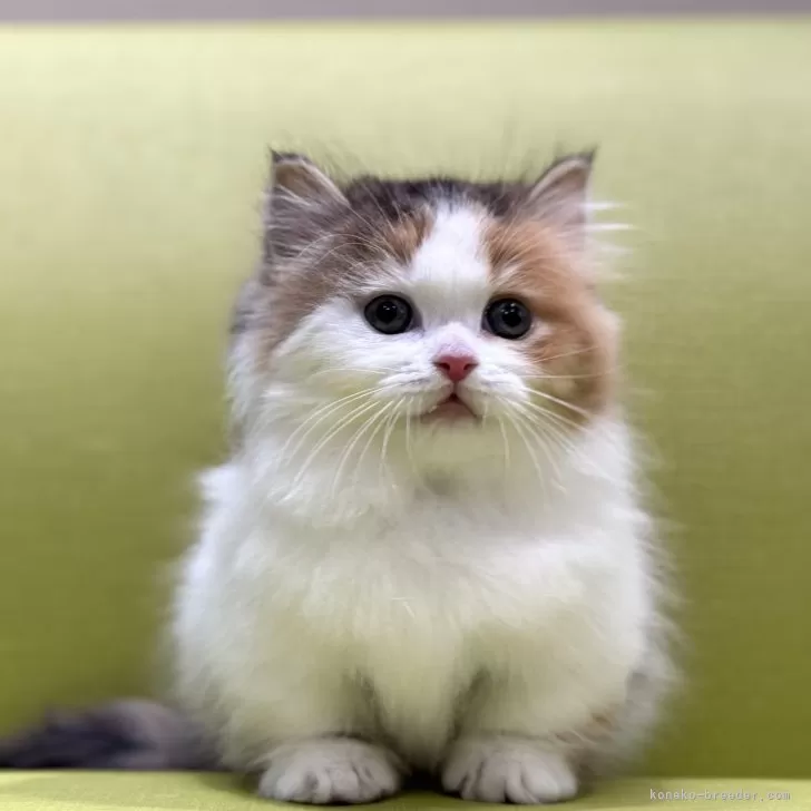 ID：2501-00314の子猫