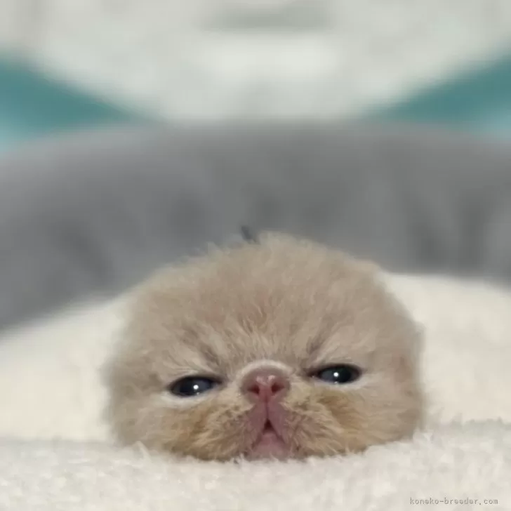 エキゾチックショートヘア【岐阜県・男の子・2025年11月22日・クリームタビー】の写真1「めちゃかわ💕」