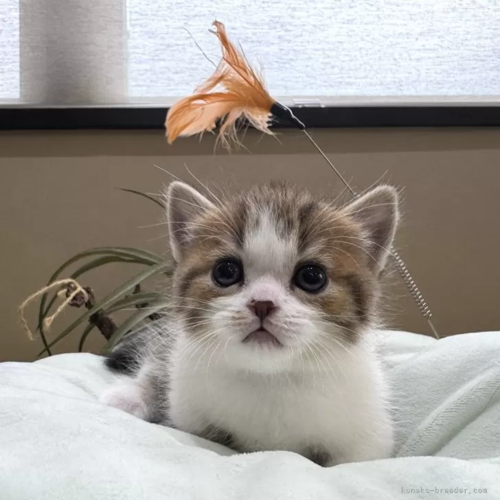 ID：2504-03184の子猫