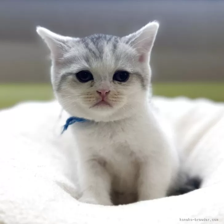 ID：2510-01666の子猫