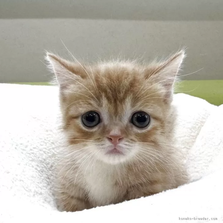 ID：2507-00643の子猫