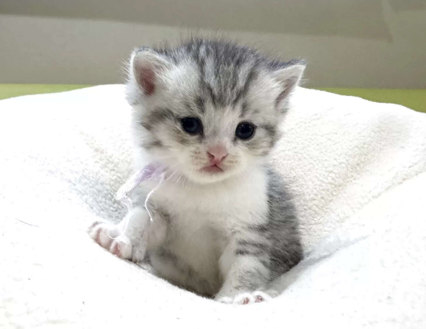 ID：2510-01668の子猫