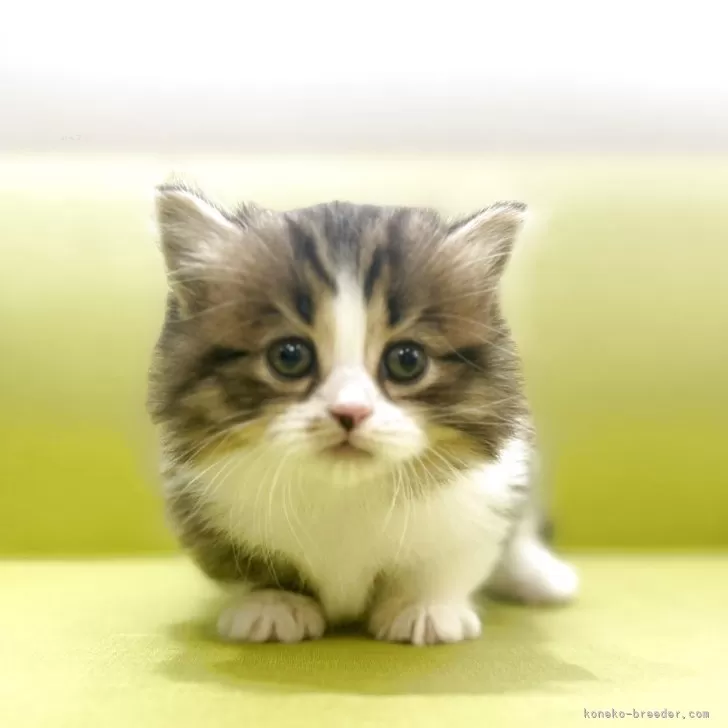 ID：2509-00707の子猫