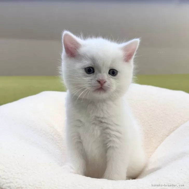 miimo 様のお迎えした子猫