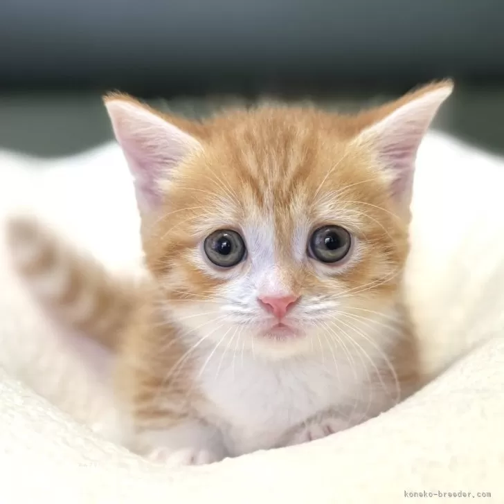 ID:2506-00629の子猫