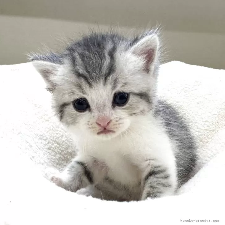 ミヌエット(長足)【岐阜県・男の子・2025年10月3日・シルバータビーホワイト】の写真1「将来有望💕」