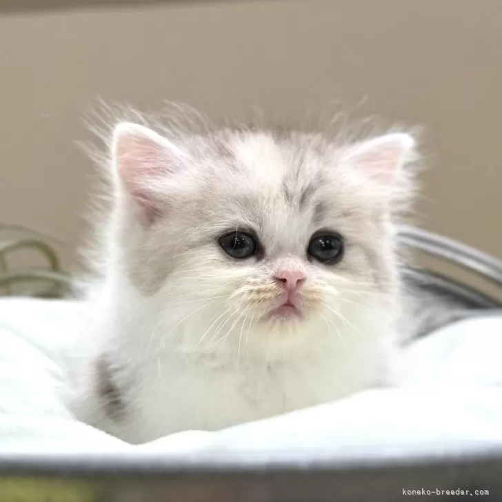 ベビーリーフ 様のお迎えした子猫