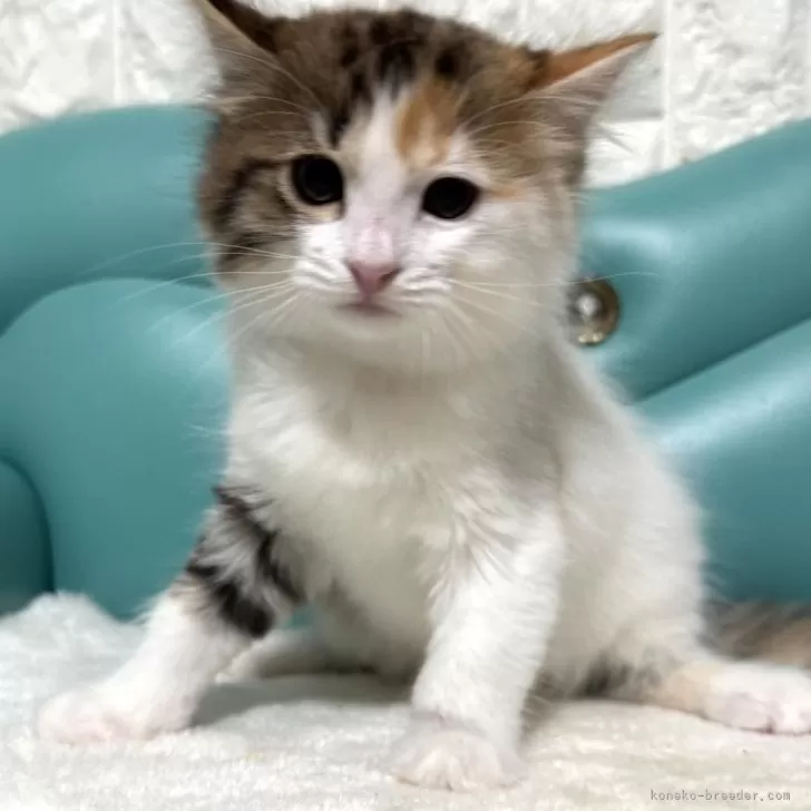 ID:2501-00322の子猫