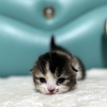 マンチカン(短足)【岐阜県・女の子・2025年5月1日・ブラウンパッチドタビーホワイト】の写真「極短足💕」
