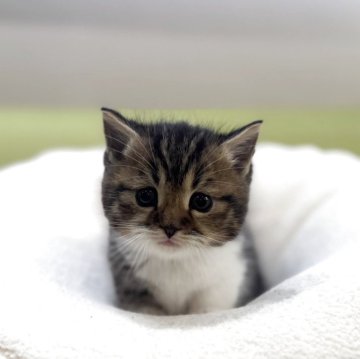 ミヌエット(短足)【岐阜県・男の子・2025年10月18日・ブラウンタビーホワイト】の写真「将来楽しみ🩵」