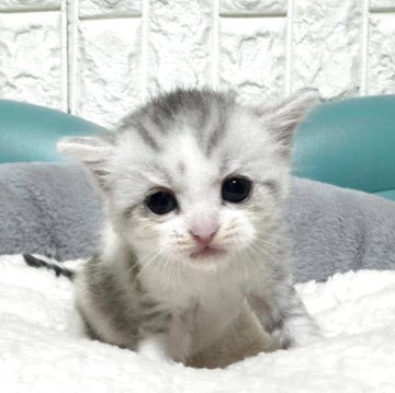 ミヌエット(長足)【岐阜県・女の子・2025年10月3日・シルバーパッチドタビーホワイト】の写真「将来有望💕」