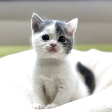 マンチカン(長足)【岐阜県・男の子・2025年10月17日・ブルータビーホワイト（ショート）】の写真「人気カラー🩵」