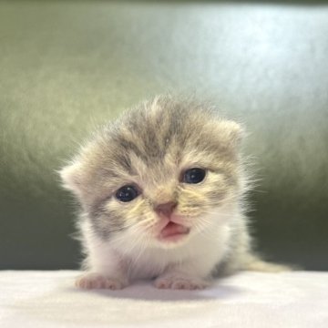 ミヌエット(長足)【岐阜県・女の子・2025年10月18日・ブルーパッチドタビーホワイト】の写真「淡いカラー🩵」