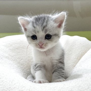 ミヌエット(長足)【岐阜県・女の子・2025年10月3日・シルバーパッチドタビーホワイト】の写真「将来有望💕」