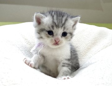 ミヌエット(長足)【岐阜県・男の子・2025年10月3日・シルバータビーホワイト（ショート）】の写真「将来有望💕」