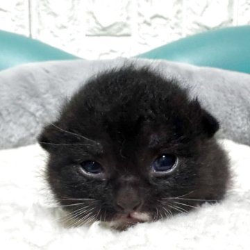 ミヌエット(長足)【岐阜県・男の子・2025年10月17日・ブラックホワイト】の写真「魅惑のブラック💫」