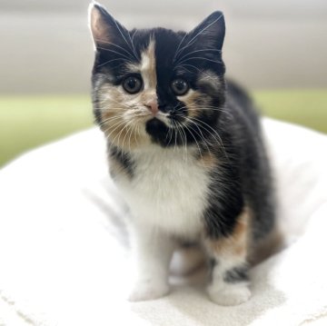 ミヌエット(長足)【岐阜県・女の子・2025年10月18日・ブラウンパッチドタビーホワイト（ショート）】の写真「期間限定価格❣️」