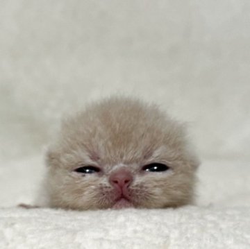 エキゾチックショートヘア【岐阜県・男の子・2025年9月11日・クリームタビー】の写真「めちゃかわ🩷」