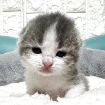 マンチカン(長足)【岐阜県・男の子・2025年10月17日・ブルータビーホワイト】の写真「将来楽しみなハチワレ🩵」