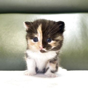 ミヌエット(長足)【岐阜県・女の子・2025年10月18日・ブラウンパッチドタビーホワイト】の写真「左右カラー個性的🩷」