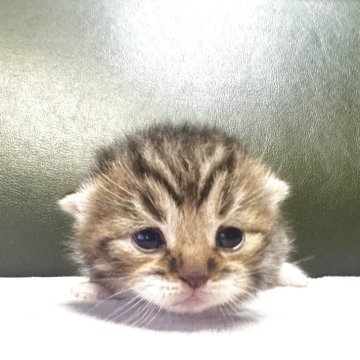 ミヌエット(短足)【岐阜県・男の子・2025年10月18日・ブラウンタビーホワイト】の写真「将来楽しみ🩵」