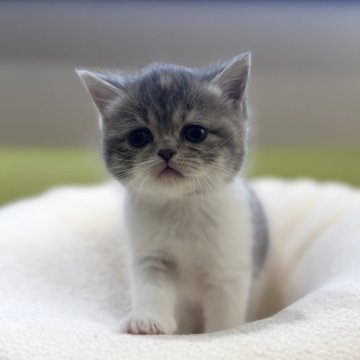 ミヌエット(長足)【岐阜県・女の子・2025年10月18日・ブルーパッチドタビーホワイト】の写真「淡いカラー🩵」