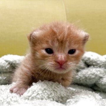 ミヌエット(短足)【岐阜県・男の子・2025年6月21日・レッドタビー】の写真「極短足💫」