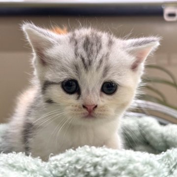 ミヌエット(長足)【岐阜県・女の子・2025年4月30日・シルバーパッチドタビーホワイト】の写真「可愛い女の子💕」