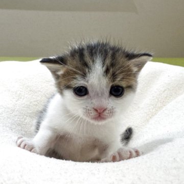 マンチカン(長足)【岐阜県・男の子・2025年8月11日・ブラウンタビーホワイト】の写真「かわいい🩷」