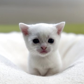 マンチカン(短足)【岐阜県・女の子・2025年10月27日・ホワイト（ショート）】の写真「魅惑のホワイト💕」