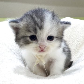 ミヌエット(長足)【岐阜県・男の子・2025年10月3日・シルバータビーホワイト（ロング）】の写真「将来有望💕」