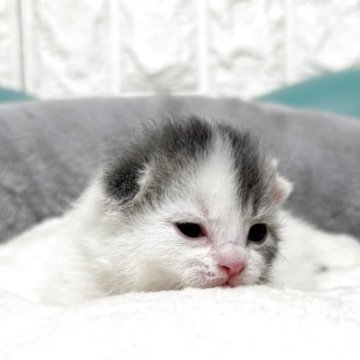 マンチカン(長足)【岐阜県・男の子・2025年10月17日・ブルータビーホワイト】の写真「人気カラー🩵」