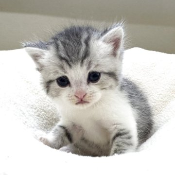 ミヌエット(長足)【岐阜県・男の子・2025年10月3日・シルバータビーホワイト（ショート）】の写真「将来有望💕」