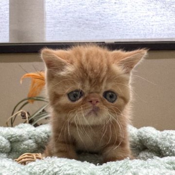 エキゾチックショートヘア【岐阜県・男の子・2025年4月10日・レッドタビー】の写真「かわいい🩷」
