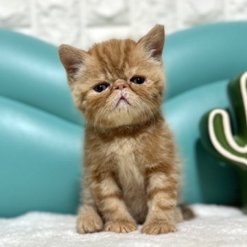 エキゾチックショートヘア【岐阜県・男の子・2025年4月10日・レッドタビー】の写真「かわいい🩷」
