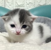 マンチカン(長足)