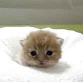 ミヌエット(短足)