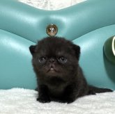 エキゾチックショートヘア