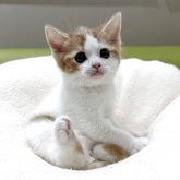 マンチカン(長足)