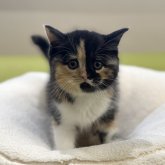 ミヌエット(長足)